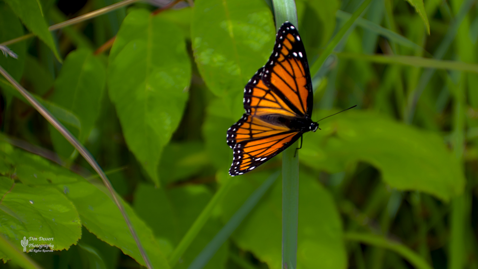 Click for larger image