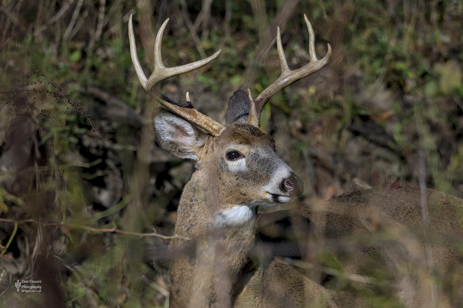 Click for larger image